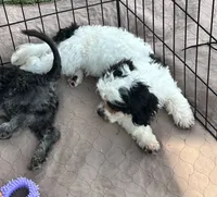 Oreo, a male Shihpoo for sale in Gloucester, VA – 4 of 5