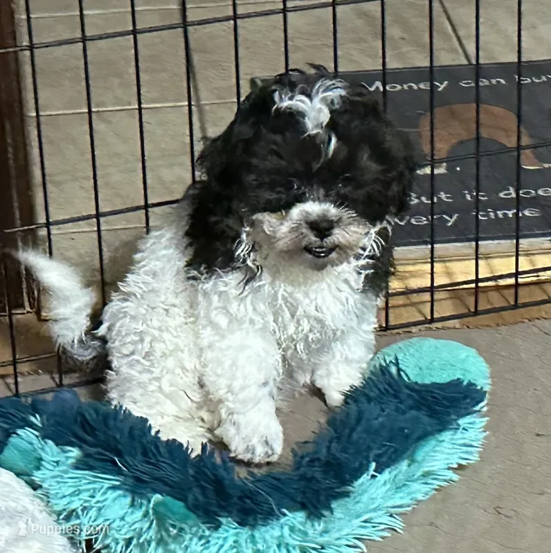 Roger – Shihpoo puppy for sale in Gloucester, VA