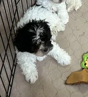 Roger, a male Shihpoo for sale in Gloucester, VA – Photo 1 of 4