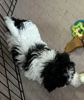 Roger, a male Shihpoo for sale in Gloucester, VA – Photo 3 of 4