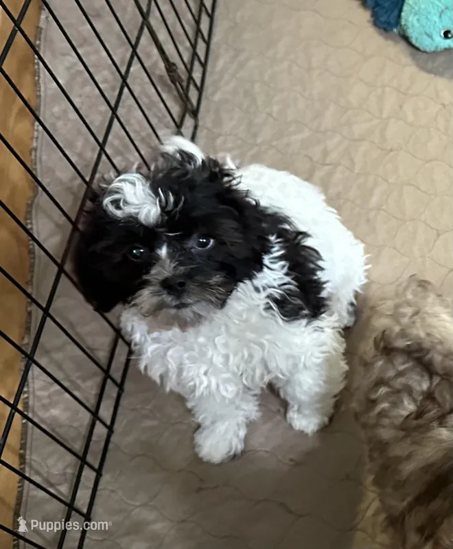 Roger – Shihpoo puppy for sale in Gloucester, VA