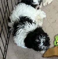 Roger, a male Shihpoo for sale in Gloucester, VA – Photo 2 of 4