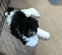 Rosie, a female Shihpoo for sale in Gloucester, VA – 3 of 6
