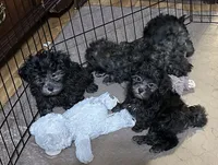 Bluey, a female Shihpoo for sale in Gloucester, VA – 9 of 9