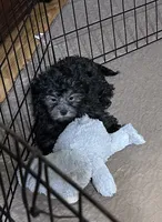 Bluey, a female Shihpoo for sale in Gloucester, VA – 5 of 9