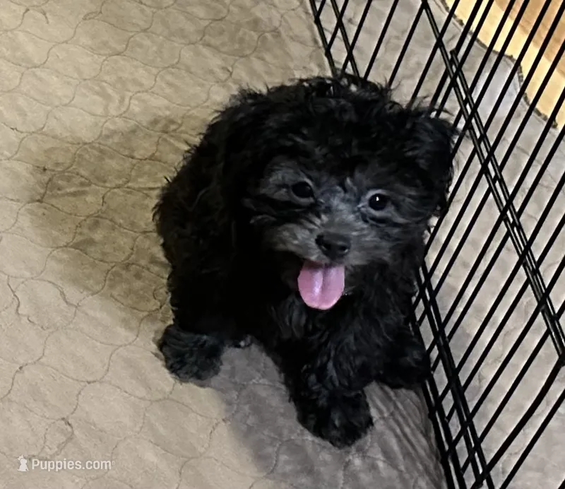 Bingo – Shihpoo puppy for sale in Gloucester, VA
