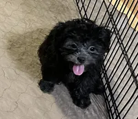 Bingo, a male Shihpoo for sale in Gloucester, VA – 1 of 6