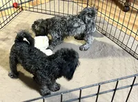 Sara, a female Shihpoo for sale in Gloucester, VA – 6 of 6
