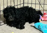 Bonnie, a female Shihpoo for sale in Gloucester, VA – 2 of 6