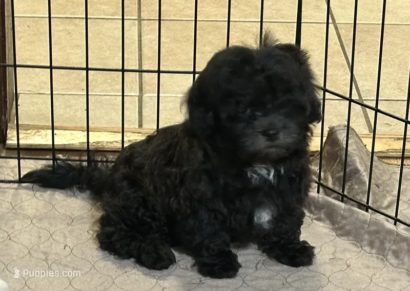 Daisy – Shihpoo puppy for sale in Gloucester, VA