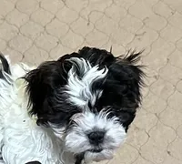 Rowdy, a male Shihpoo for sale in Gloucester, VA – Photo 1 of 5