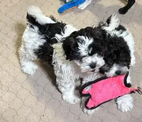 Rowdy, a male Shihpoo for sale in Gloucester, VA – Photo 5 of 5
