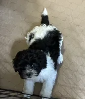 Eva, a female Shihpoo for sale in Gloucester, VA – 9 of 9