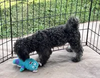 Macey, a female Shihpoo for sale in Gloucester, VA – 4 of 4