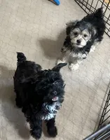 Darla, a female Yorkipoo for sale in Gloucester, VA – 8 of 8