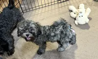 Sophie, a female Shihpoo and Poodle - Miniature  for sale in Gloucester, VA – 6 of 8