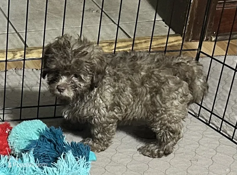 Mikey – Shihpoo puppy for sale in Gloucester, VA