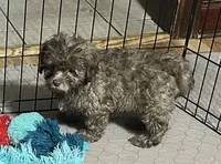 Mikey, a male Shihpoo for sale in Gloucester, VA – 1 of 6