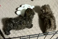 Martha, a female Shihpoo for sale in Gloucester, VA – 9 of 9