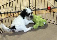 Oreo, a male Shihpoo for sale in Gloucester, VA – 5 of 10