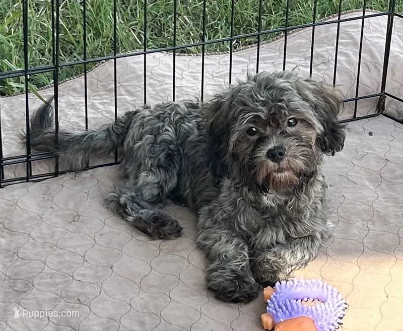 Sara – Shihpoo puppy for sale in Gloucester, VA