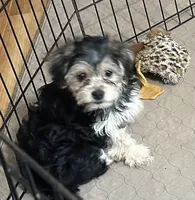 Darla, a female Yorkipoo for sale in Gloucester, VA – 5 of 8