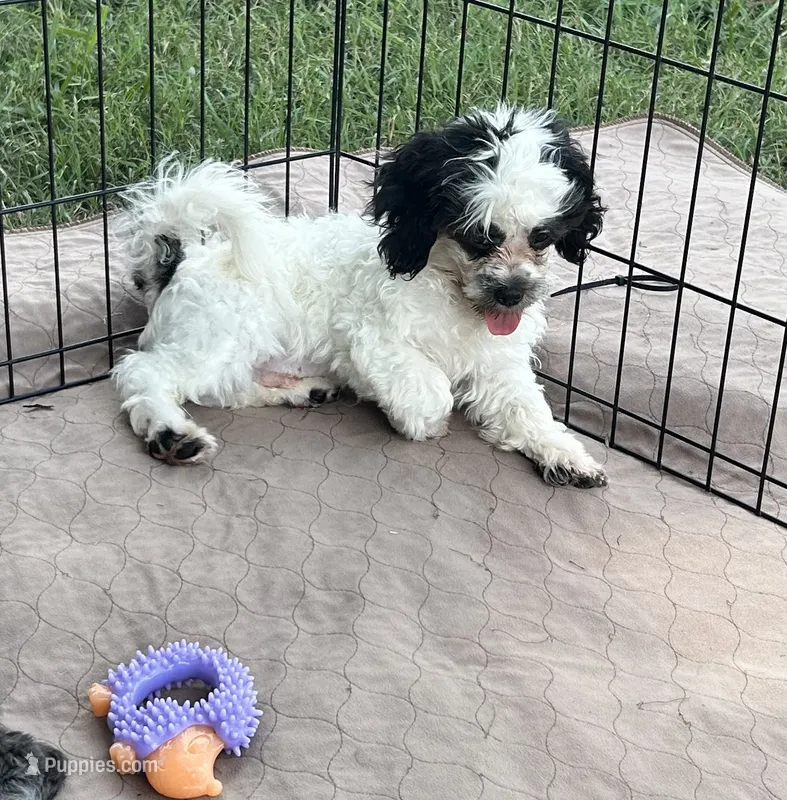 Oreo – Shihpoo puppy for sale in Gloucester, VA