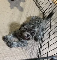 Sophie, a female Shihpoo and Poodle - Miniature  for sale in Gloucester, VA – 5 of 8