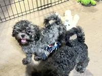 Sophie, a female Shihpoo and Poodle - Miniature  for sale in Gloucester, VA – 4 of 8