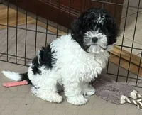 Milo, a male Shihpoo for sale in Gloucester, VA – 5 of 10