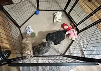 Rose, a female Shih Tzu and Poodle - Miniature  for sale in Gloucester, VA – 4 of 5