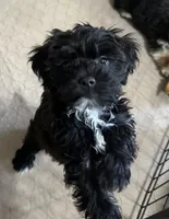 Daisy, a female Yorkipoo for sale in Gloucester, VA – 6 of 10