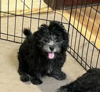 Oscar, a male Shihpoo for sale in Gloucester, VA – 2 of 6