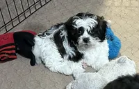 Davey, a male Shihpoo for sale in Gloucester, VA – 1 of 8