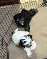 Pandy Andy, a male Shihpoo for sale in Gloucester, VA – 5 of 10