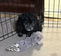 Bluey, a female Shihpoo for sale in Gloucester, VA – 8 of 9