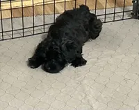 Daisy, a female Yorkipoo for sale in Gloucester, VA – 2 of 10