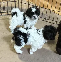 Emmy, a female Shihpoo for sale in Gloucester, VA – 9 of 9