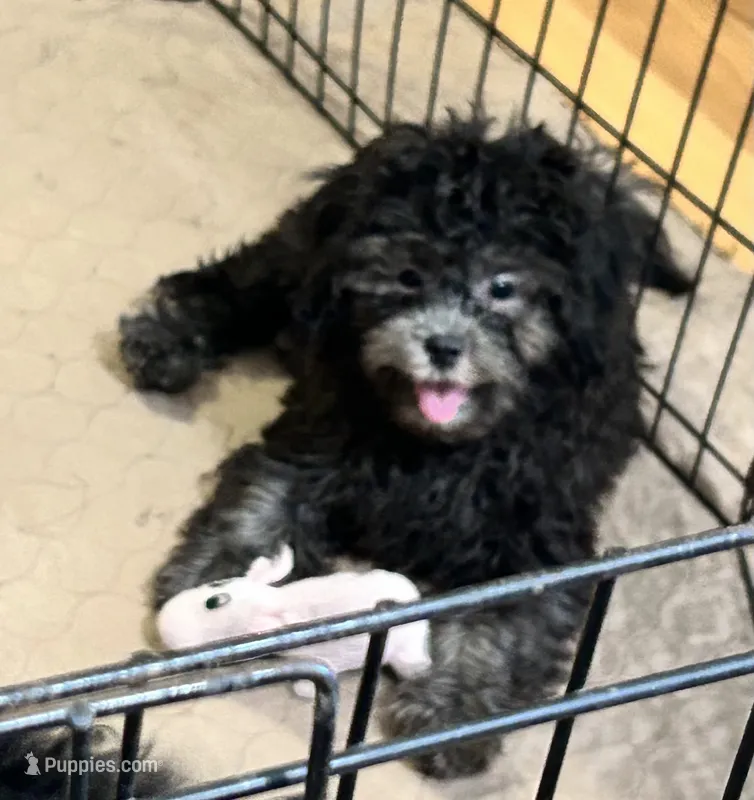 Oscar – Shihpoo puppy for sale in Gloucester, VA