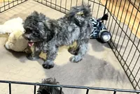 Sophie, a female Shihpoo and Poodle - Miniature  for sale in Gloucester, VA – 7 of 8