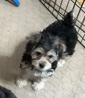 Darla, a female Yorkipoo for sale in Gloucester, VA – 4 of 8