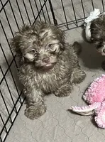Max, a male Shihpoo for sale in Gloucester, VA – 5 of 7