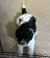 Eva, a female Shihpoo for sale in Gloucester, VA – 2 of 9