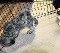Sophie, a female Shihpoo and Poodle - Miniature  for sale in Gloucester, VA – 3 of 8