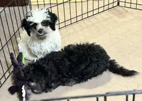 Pandy Andy, a male Shihpoo for sale in Gloucester, VA – 9 of 10