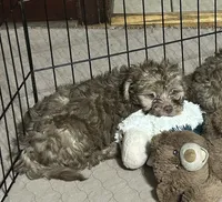 Max, a male Shihpoo for sale in Gloucester, VA – 6 of 7