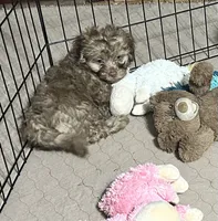 Max, a male Shihpoo for sale in Gloucester, VA – 4 of 7