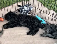 Bella, a female Shihpoo for sale in Gloucester, VA – 3 of 4