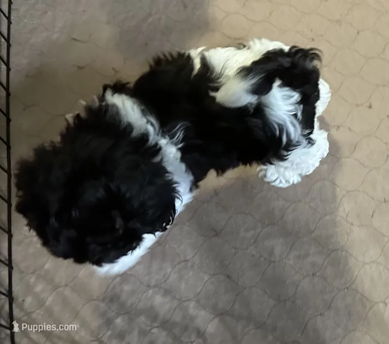 Eva – Shihpoo puppy for sale in Gloucester, VA