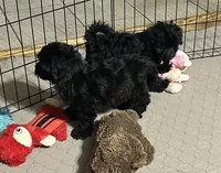 Jack, a male Shihpoo for sale in Gloucester, VA – 4 of 10